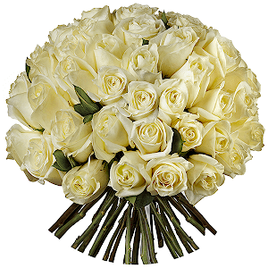 Букет из 51 белой Эквадорской розы
